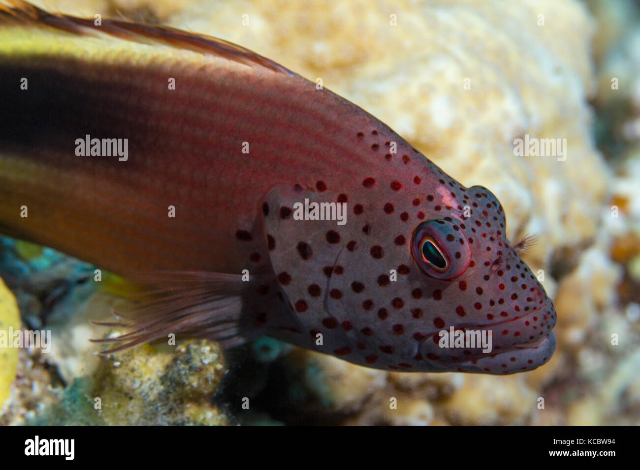 Nero-sided hawkfish (paracirrhites forsteri), tufted pesce persico, um Hal Hal, Safaga, Mar Rosso, Egitto Foto Stock