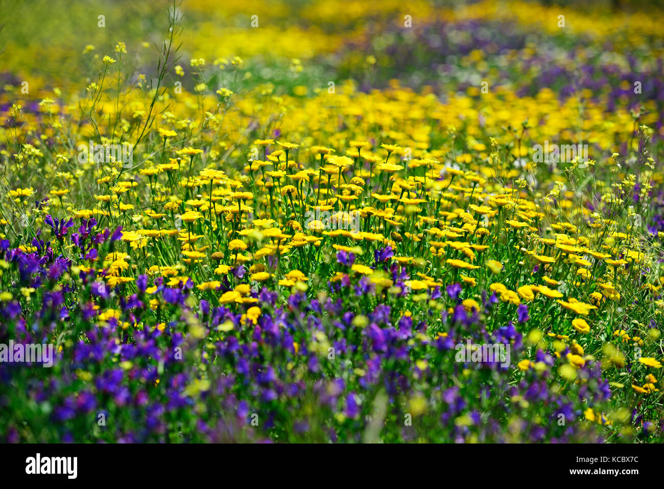 Prato di fiori nei pressi di san bartolo al monte, lipari, isole Eolie, in Sicilia, Italia Foto Stock