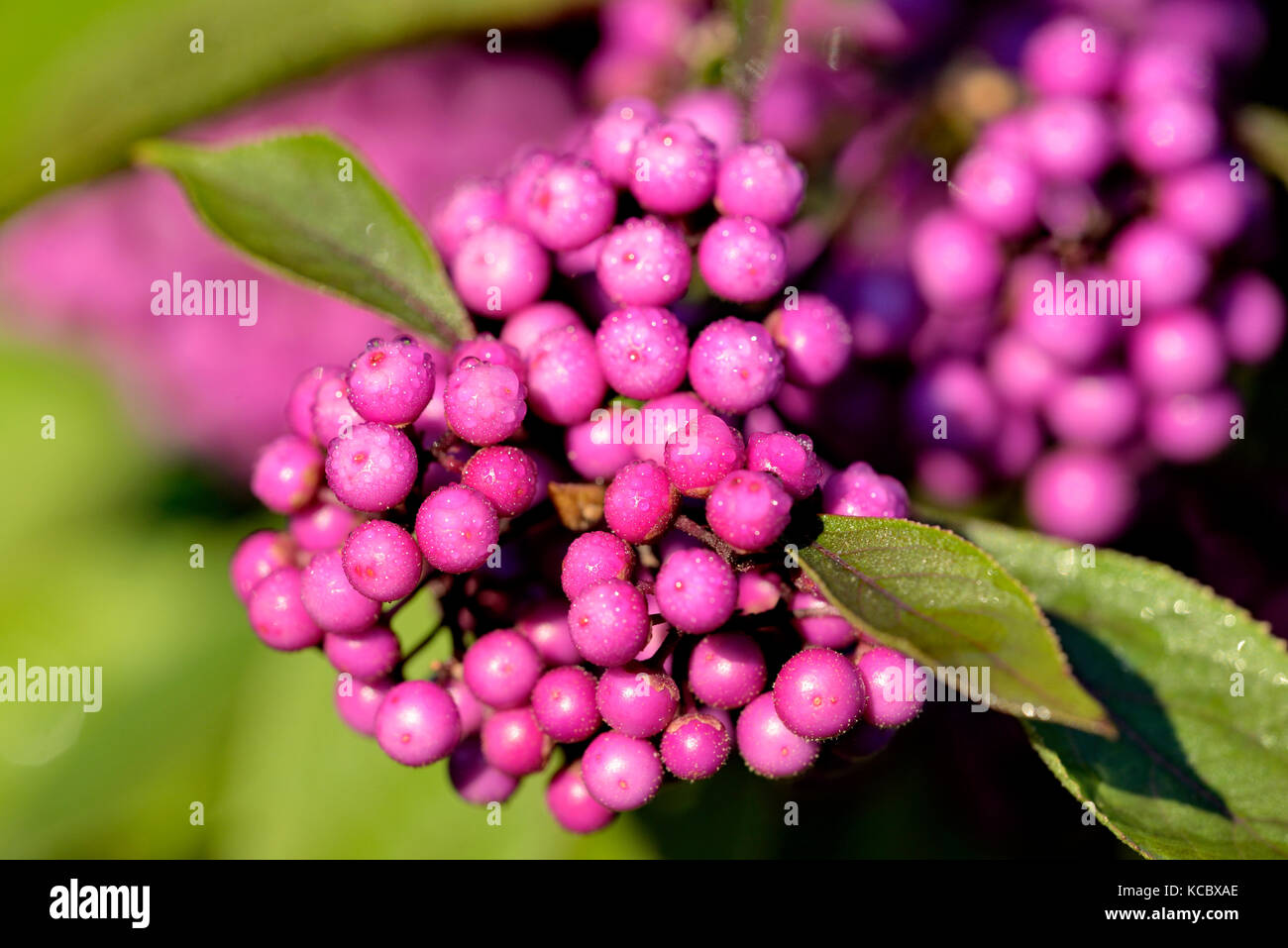 Amore arbusto di perla (Callicarpa giraldii), cinese frutta con frutti, Renania settentrionale-Vestfalia, Germania Foto Stock
