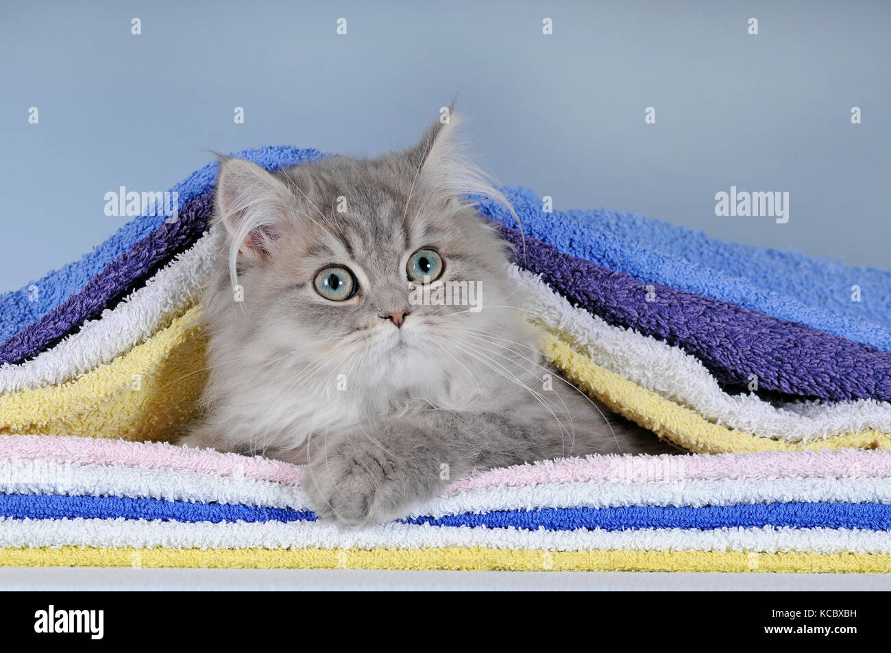 Gatto persiano blu tabby, i giovani di sesso maschile, che giace tra le coperte Foto Stock