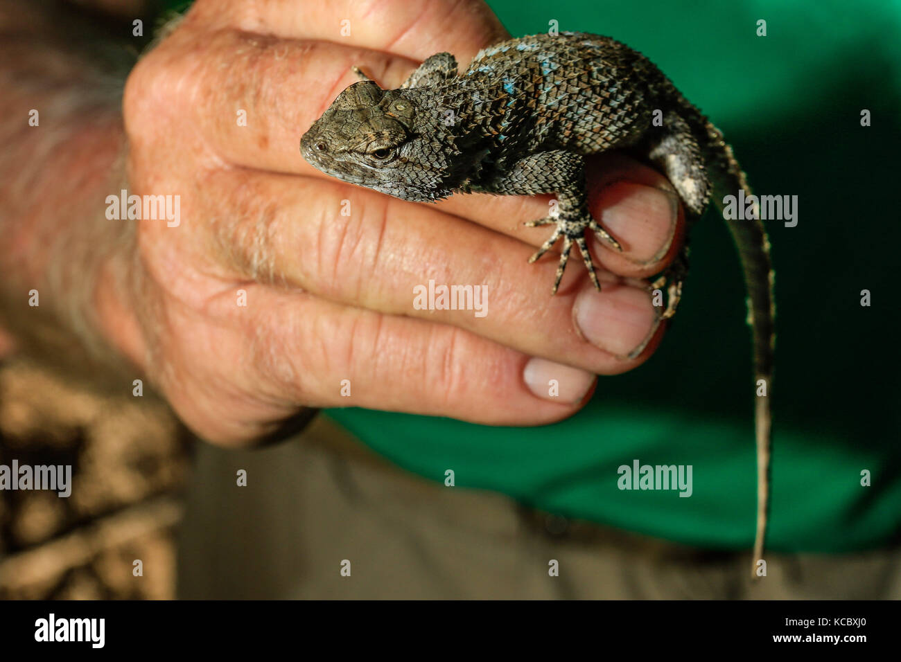 Expedition con multe científicos y conservacionistas. Alrededor de 50 personas (mex y usa) de las distintas disciplinas de las ciencias biológicas y personal de la Reserva Forestal Nacional y Refugio de Fauna Silvestre AJOS-BAVISPE a cargo la Conanp, Partieron esta mañana de Cananea hacia la Sierra Buenos Aires para realizar la Madrean Diversity Expedition (MDE) donde los especialistas en aves, plantas y demás faunal realizan investigación con fines científicos Madrean Diversity Expedition (MDE )en Sierra Buenos Aires en Bacoachi sonora Messico*** ©Foto: LuisGutierrrez/NortePhoto Foto Stock