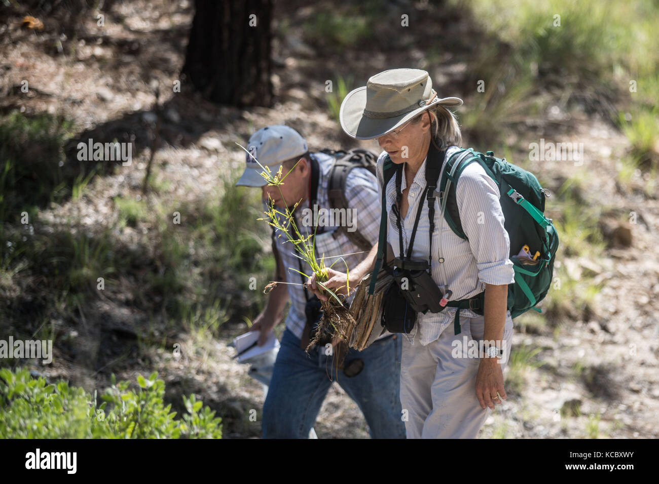 Expedition con multe científicos y conservacionistas. Alrededor de 50 personas (mex y usa) de las distintas disciplinas de las ciencias biológicas y personal de la Reserva Forestal Nacional y Refugio de Fauna Silvestre AJOS-BAVISPE a cargo la Conanp, Partieron esta mañana de Cananea hacia la Sierra Buenos Aires para realizar la Madrean Diversity Expedition (MDE) donde los especialistas en aves, plantas y demás faunal realizan investigación con fines científicos Madrean Diversity Expedition (MDE )en Sierra Buenos Aires en Bacoachi sonora Messico*** ©Foto: LuisGutierrrez/NortePhoto Foto Stock