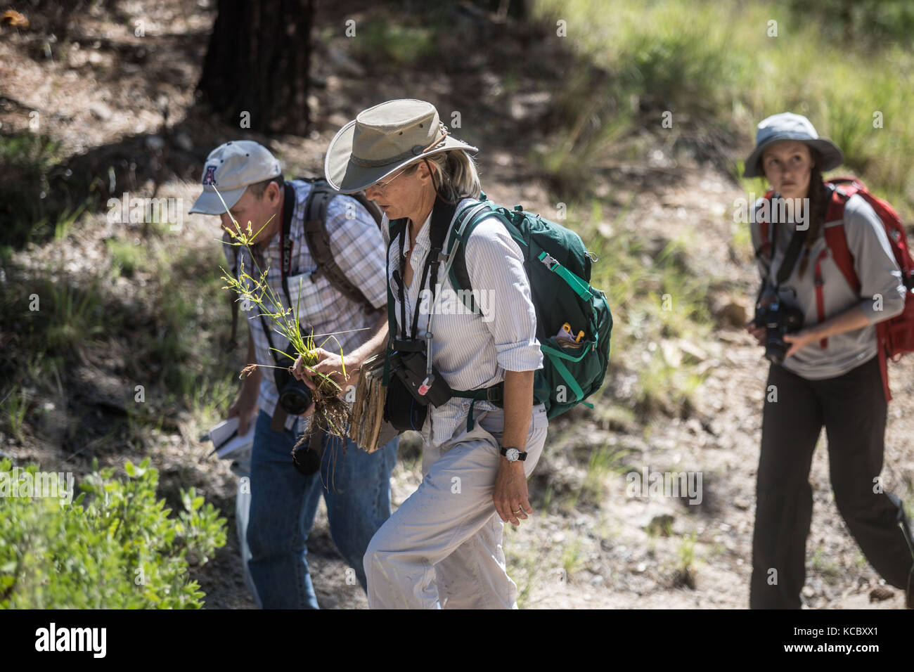 Expedition con multe científicos y conservacionistas. Alrededor de 50 personas (mex y usa) de las distintas disciplinas de las ciencias biológicas y personal de la Reserva Forestal Nacional y Refugio de Fauna Silvestre AJOS-BAVISPE a cargo la Conanp, Partieron esta mañana de Cananea hacia la Sierra Buenos Aires para realizar la Madrean Diversity Expedition (MDE) donde los especialistas en aves, plantas y demás faunal realizan investigación con fines científicos Madrean Diversity Expedition (MDE )en Sierra Buenos Aires en Bacoachi sonora Messico*** ©Foto: LuisGutierrrez/NortePhoto Foto Stock