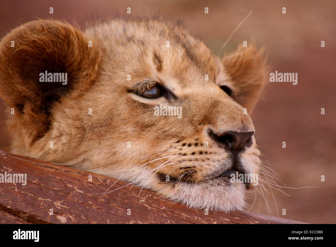 Lion cub in appoggio la sua testa su un log in provincia di Gauteng, sud africa Foto Stock