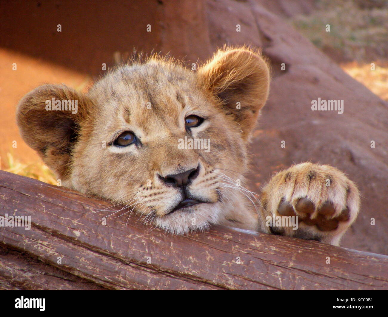 Giovani LION CUB in appoggio la sua testa su un log in provincia di Gauteng, sud africa Foto Stock