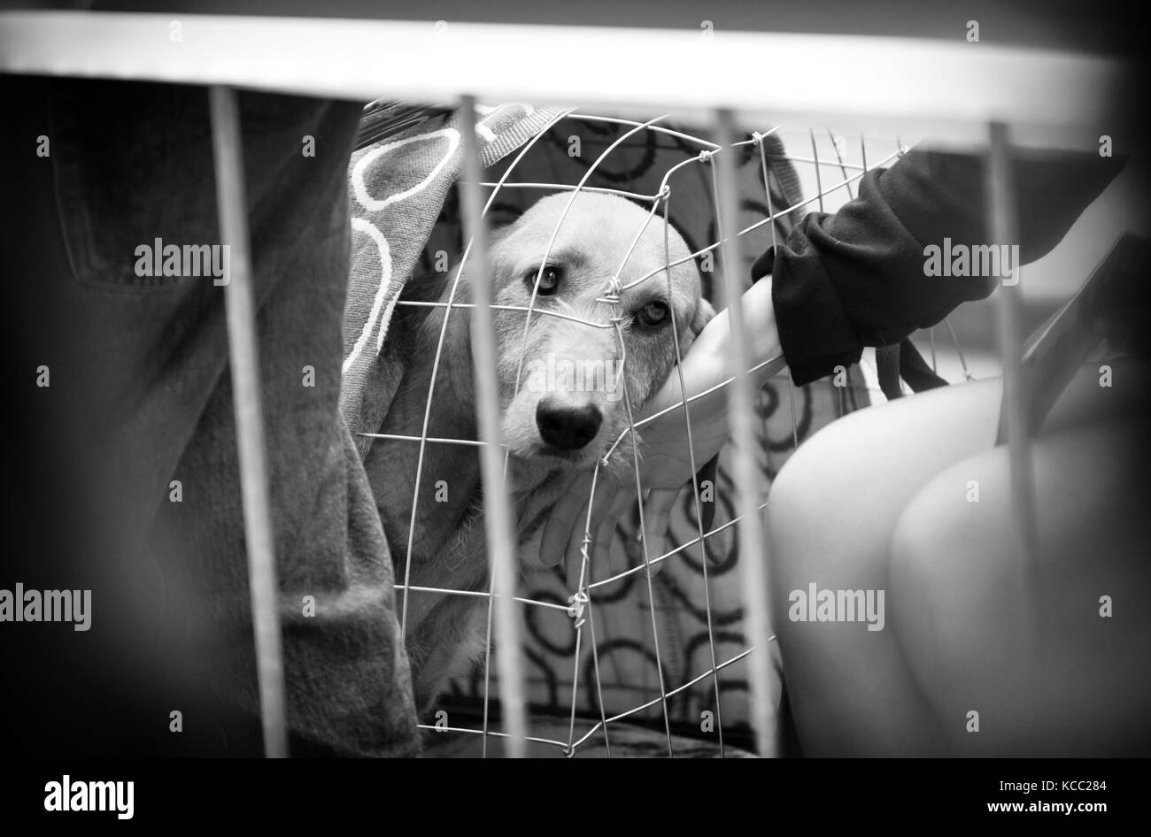 Cane vagato dietro il Corral di un rifugio per cani e una ragazza che lo accarezzano attraverso la rete. Fotografia in bianco e nero Foto Stock