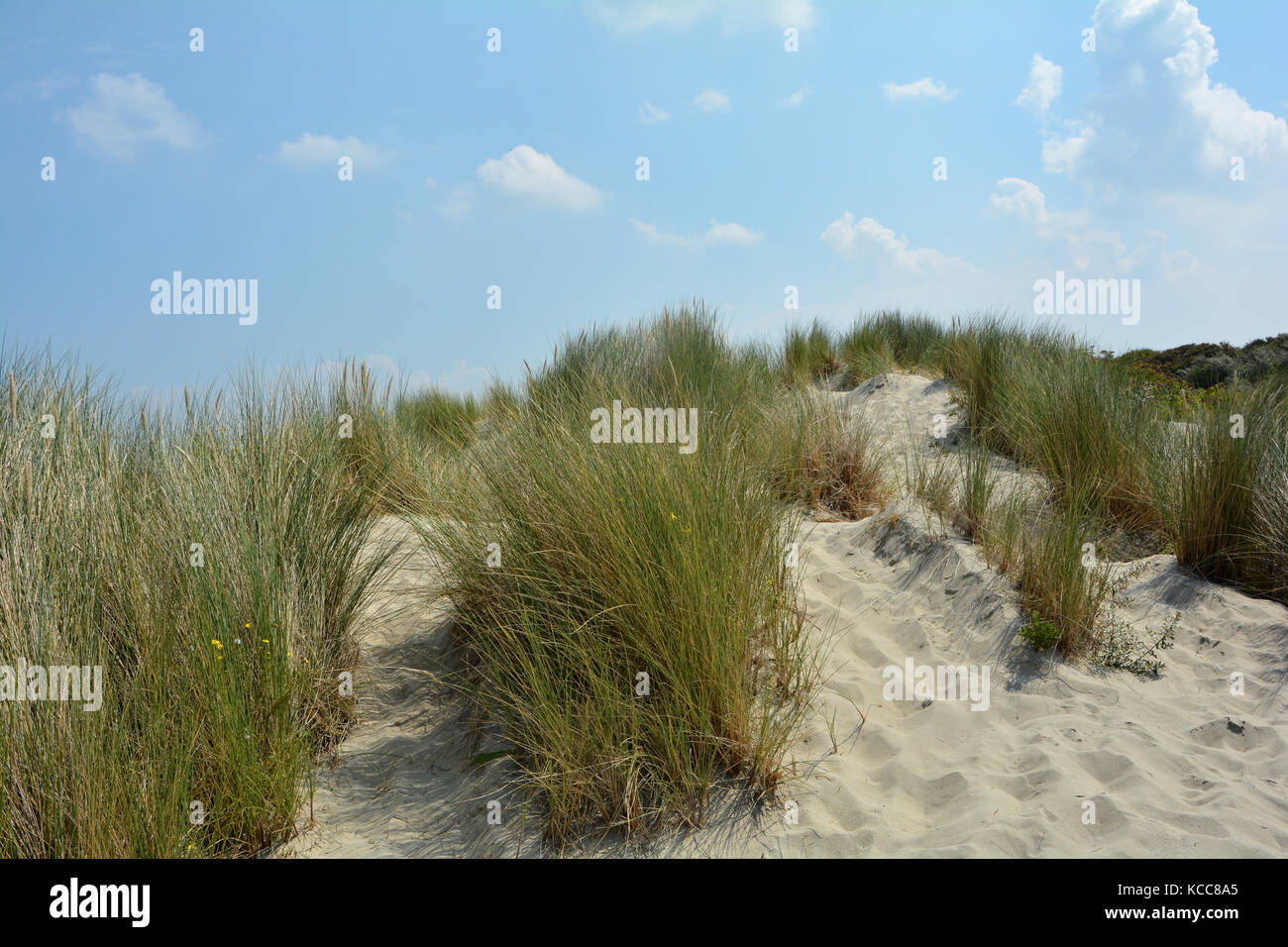 Spiaggia oat nelle dune di sabbia sulla costa del mare del Nord nei Paesi Bassi su zeeland sull'isola schouwen-duiveland Foto Stock