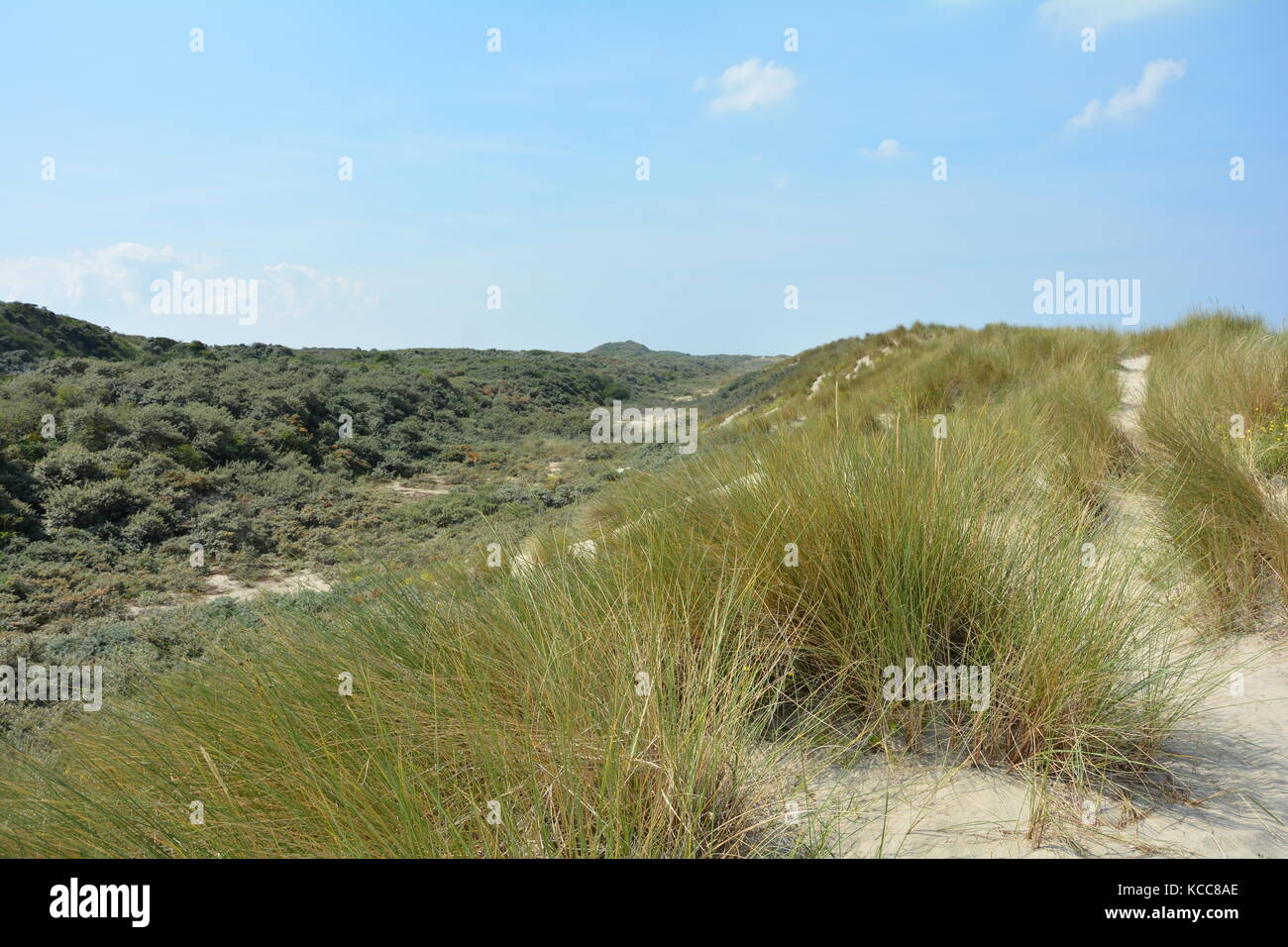 Scenario dietro le dune di sabbia sulla costa del mare del Nord nei Paesi Bassi sull'isola schouwen-duiveland Foto Stock