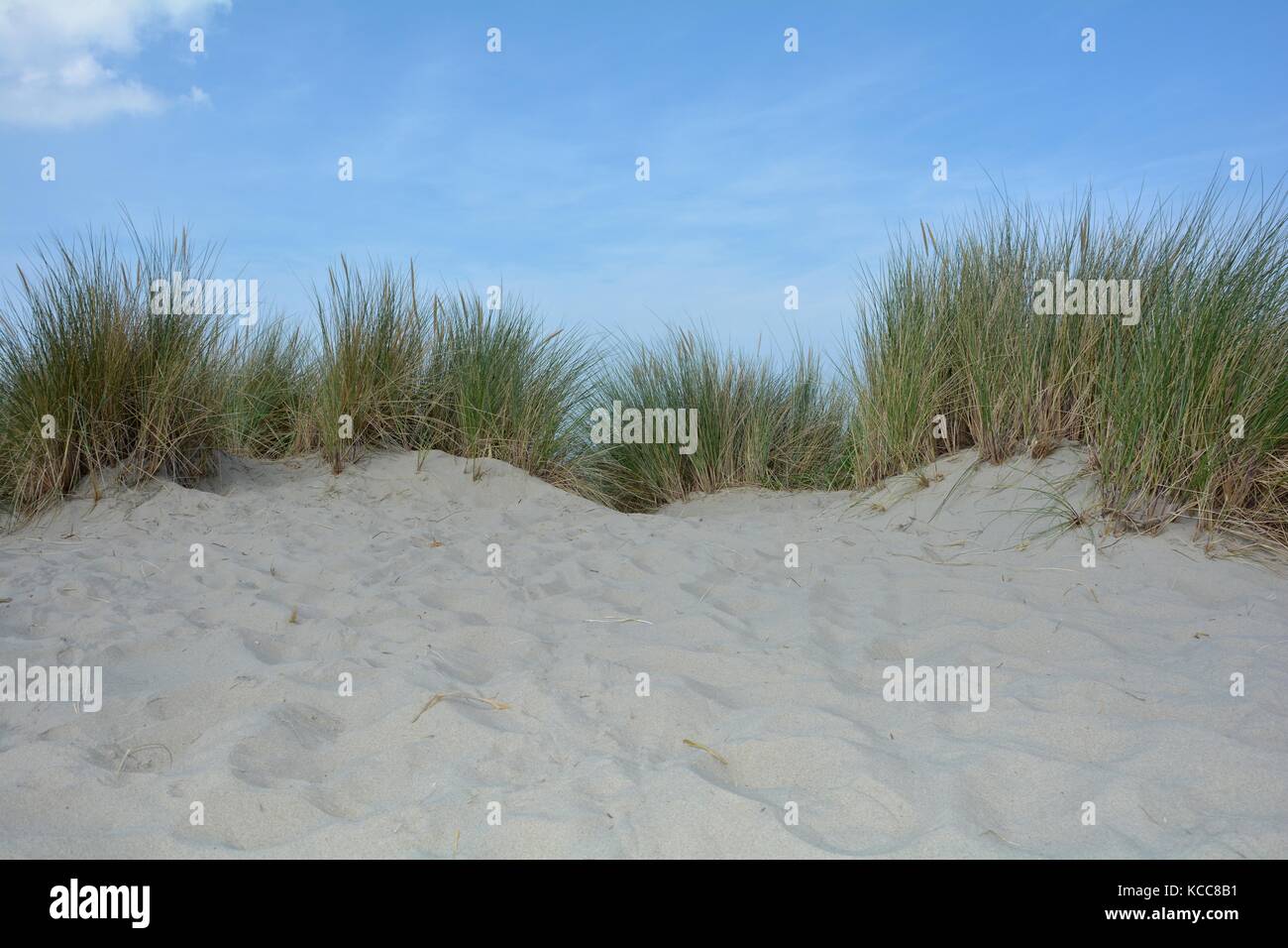 Spiaggia oat nelle dune di sabbia sulla costa del mare del Nord nei Paesi Bassi su zeeland sull'isola schouwen-duiveland Foto Stock
