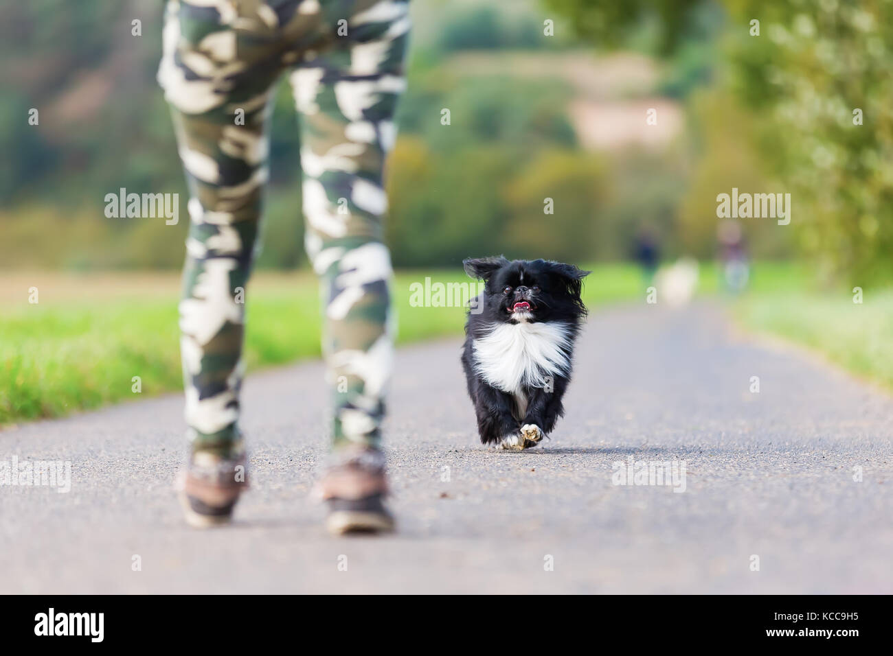 Pekinese cane si avvicinano ad una persona su una strada di campagna Foto Stock
