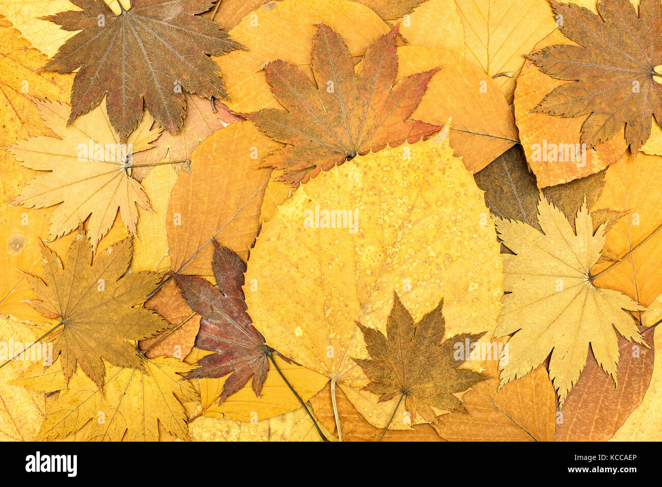 Colori d'autunno sfondo caduti di acero e faggio lascia Foto Stock