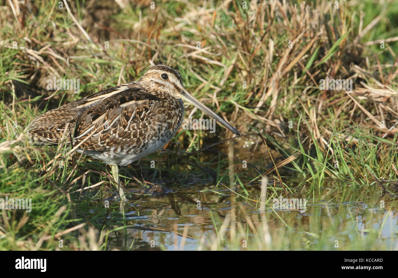 Una splendida Snipe (Gallinago gallinago) che si erge al bordo delle acque. Foto Stock