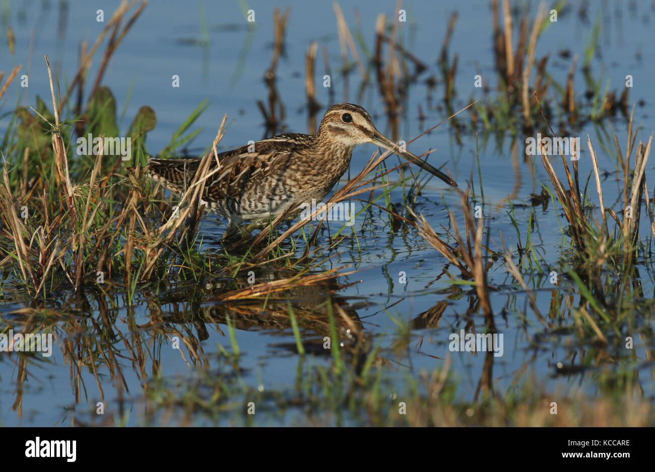 Una splendida Snipe (Gallinago gallinago) che guadi attraverso una piscina d'acqua poco profonda. Foto Stock