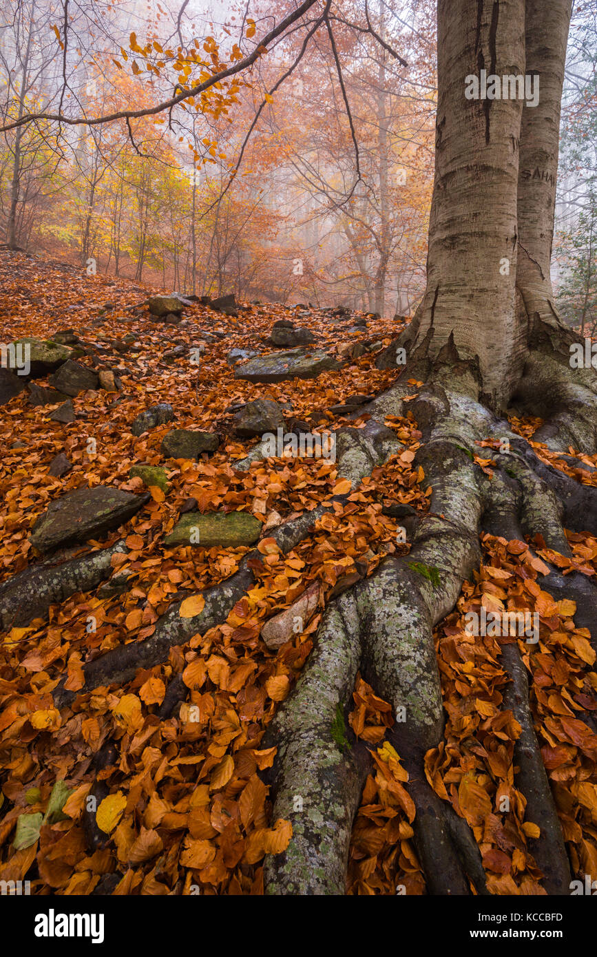 Le radici di un albero con foglie di autunno in Montseny Foto Stock