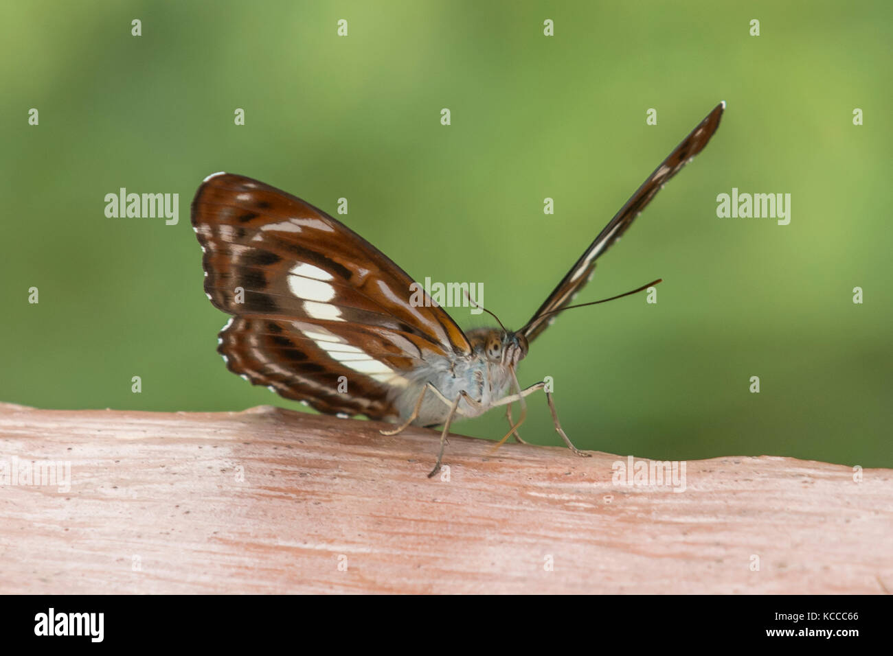Il personale sergente butterfly, athyma selenophora a wilungyuan Foto Stock