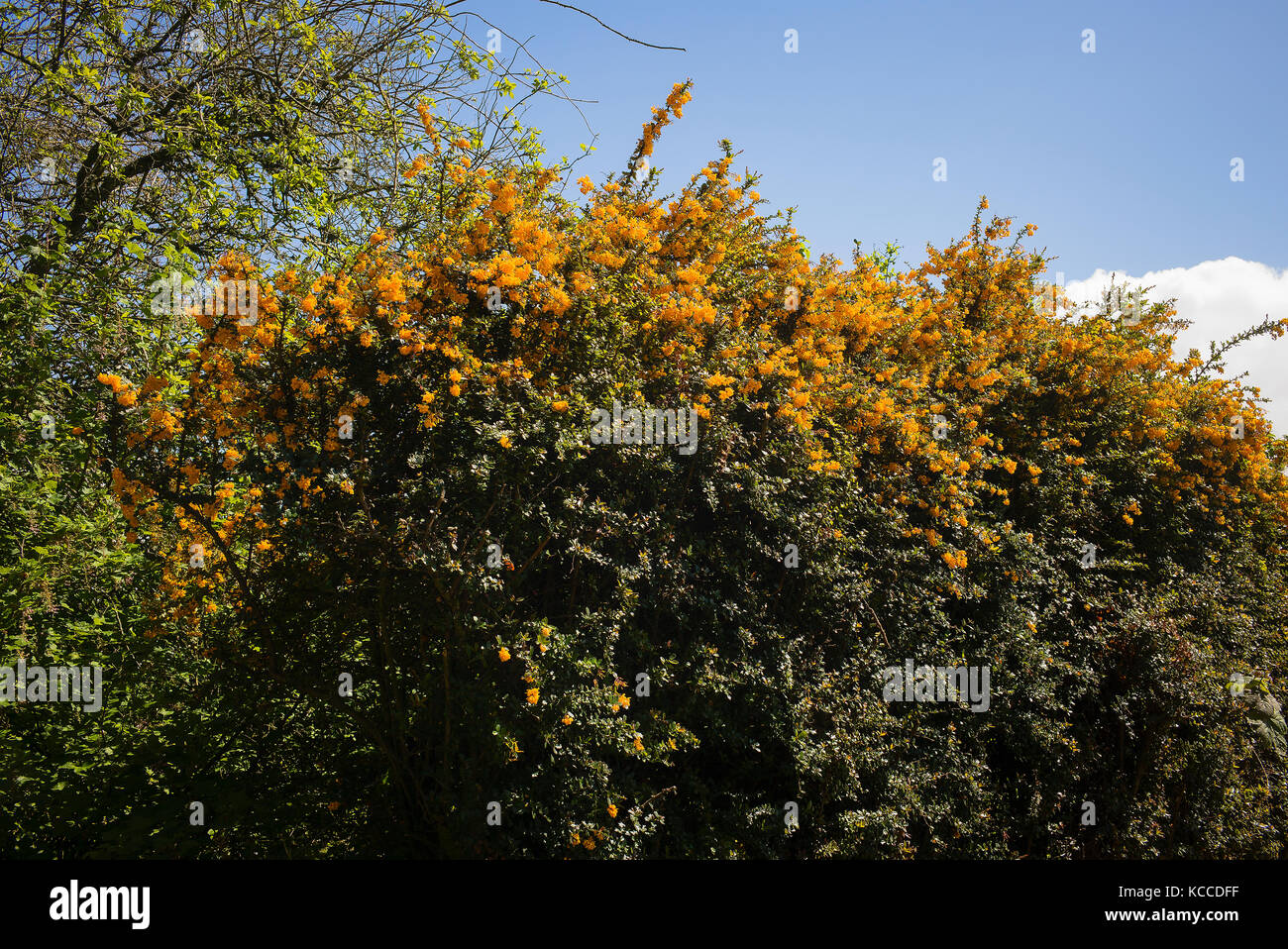 Fioritura berberis hedge aggiunge colore a un confine del giardino nel Regno Unito Foto Stock