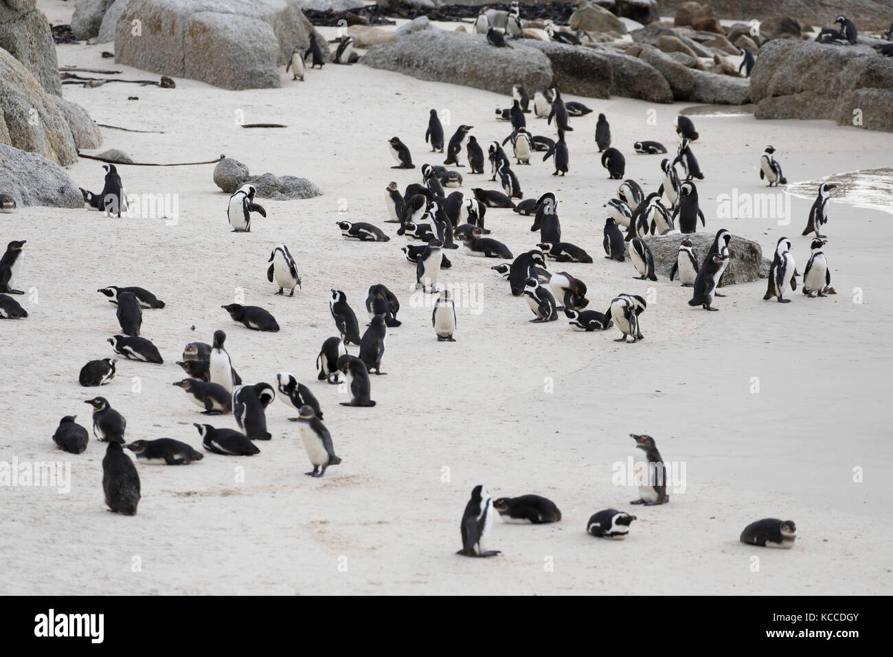 I Penguins africani (pinguini Jackass) su Boulders Beach, Città di Simon, cape town, Western Cape, Sud Africa Foto Stock