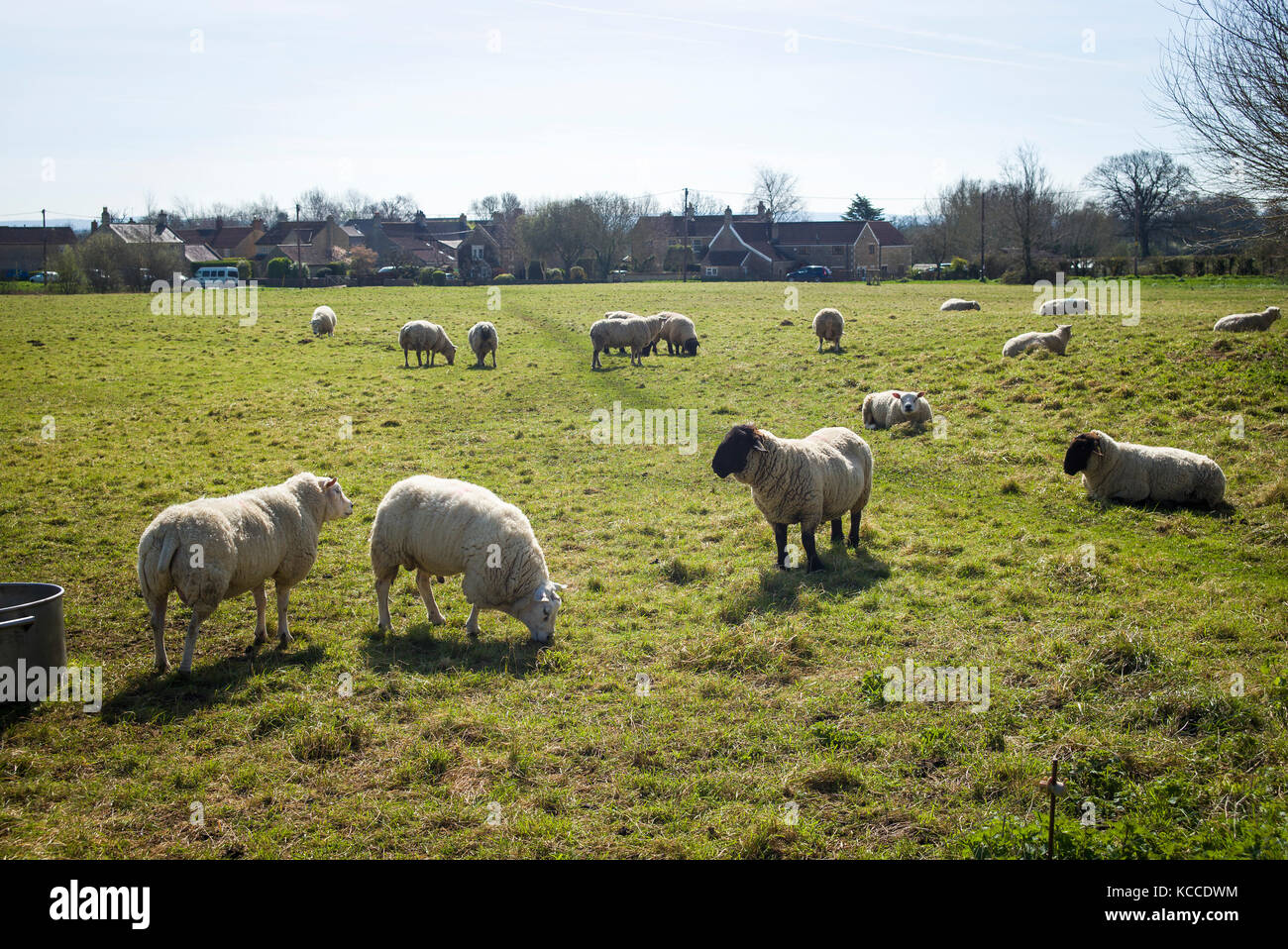Pecora che pascola sui comuni di villaggio a Broughton Gifford nel Wiltshire, Inghilterra REGNO UNITO Foto Stock