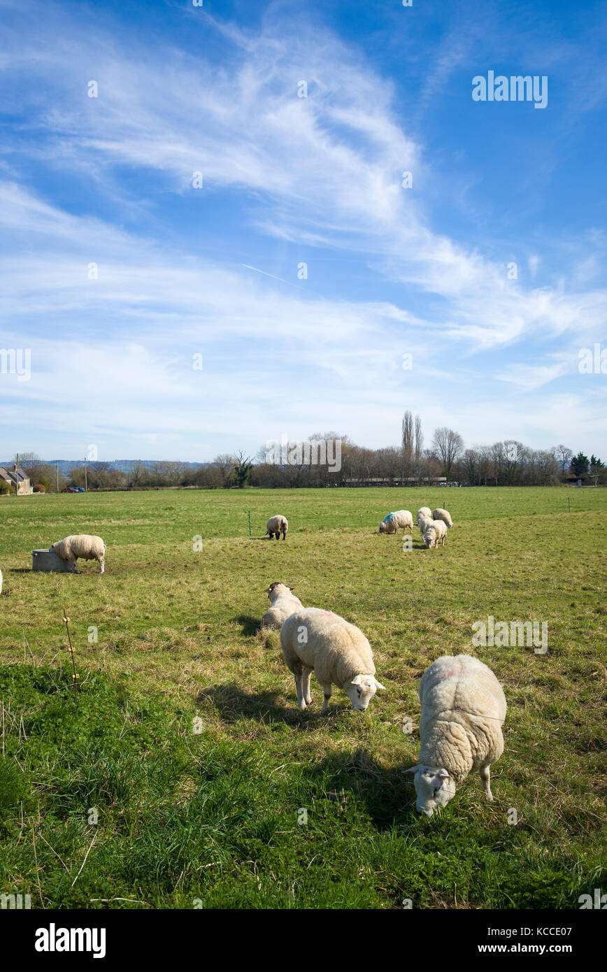 Pecora che pascola sui comuni di villaggio a Broughton Gifford nel Wiltshire, Inghilterra REGNO UNITO Foto Stock