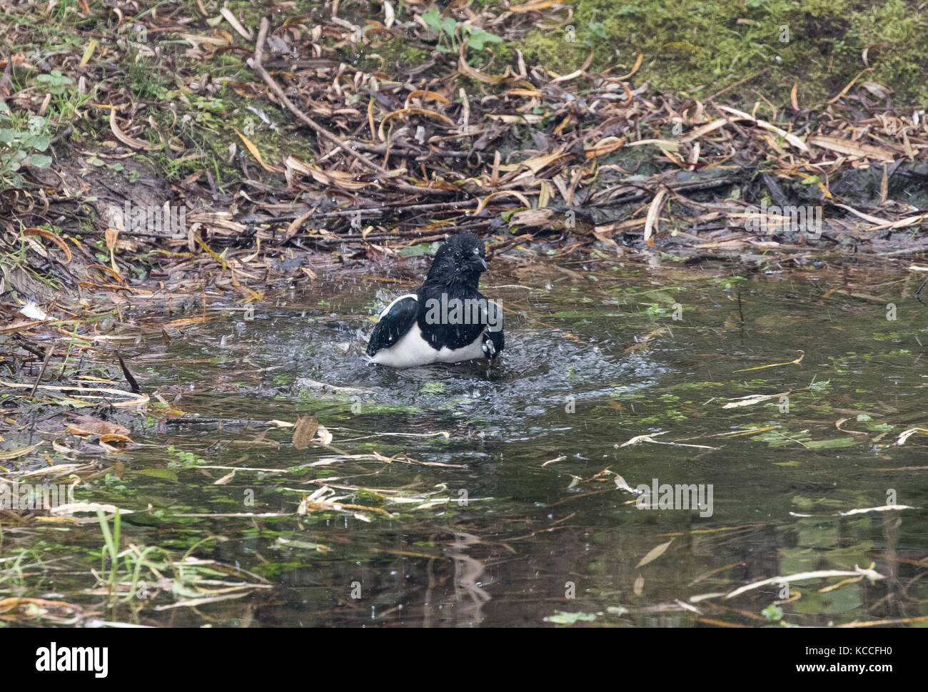 Gazza Pica pica la balneazione nel laghetto del bosco Foto Stock