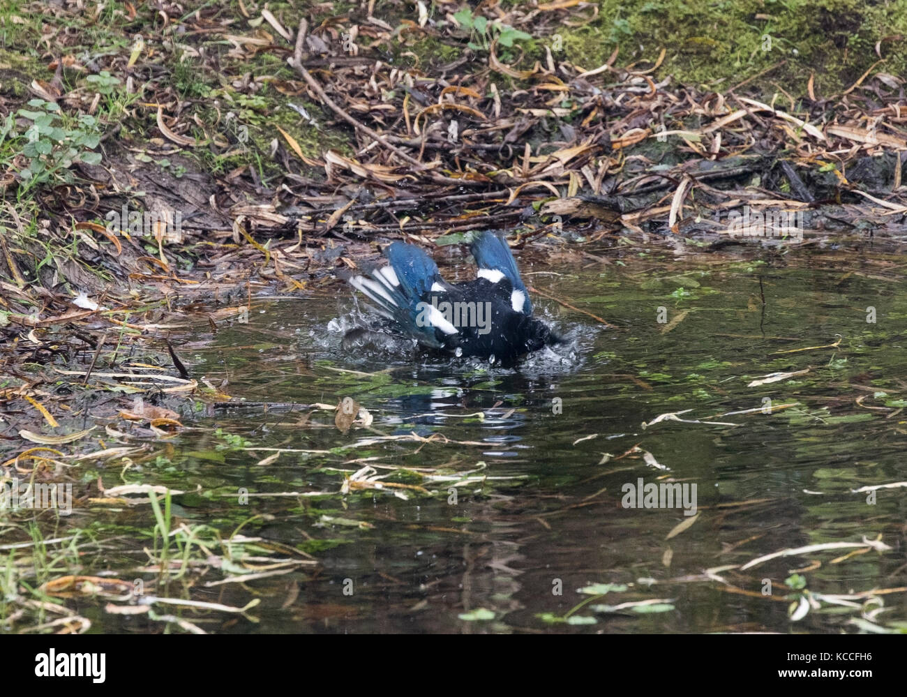 Gazza Pica pica la balneazione nel laghetto del bosco Foto Stock