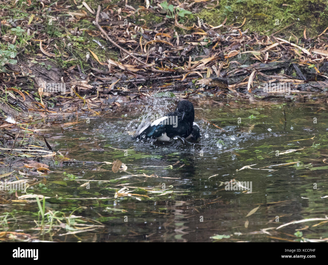Gazza Pica pica la balneazione nel laghetto del bosco Foto Stock