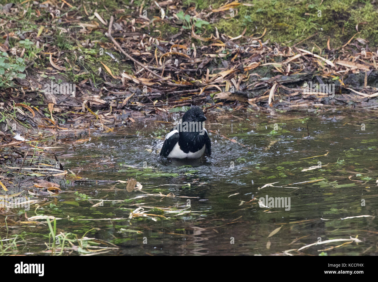 Gazza Pica pica la balneazione nel laghetto del bosco Foto Stock