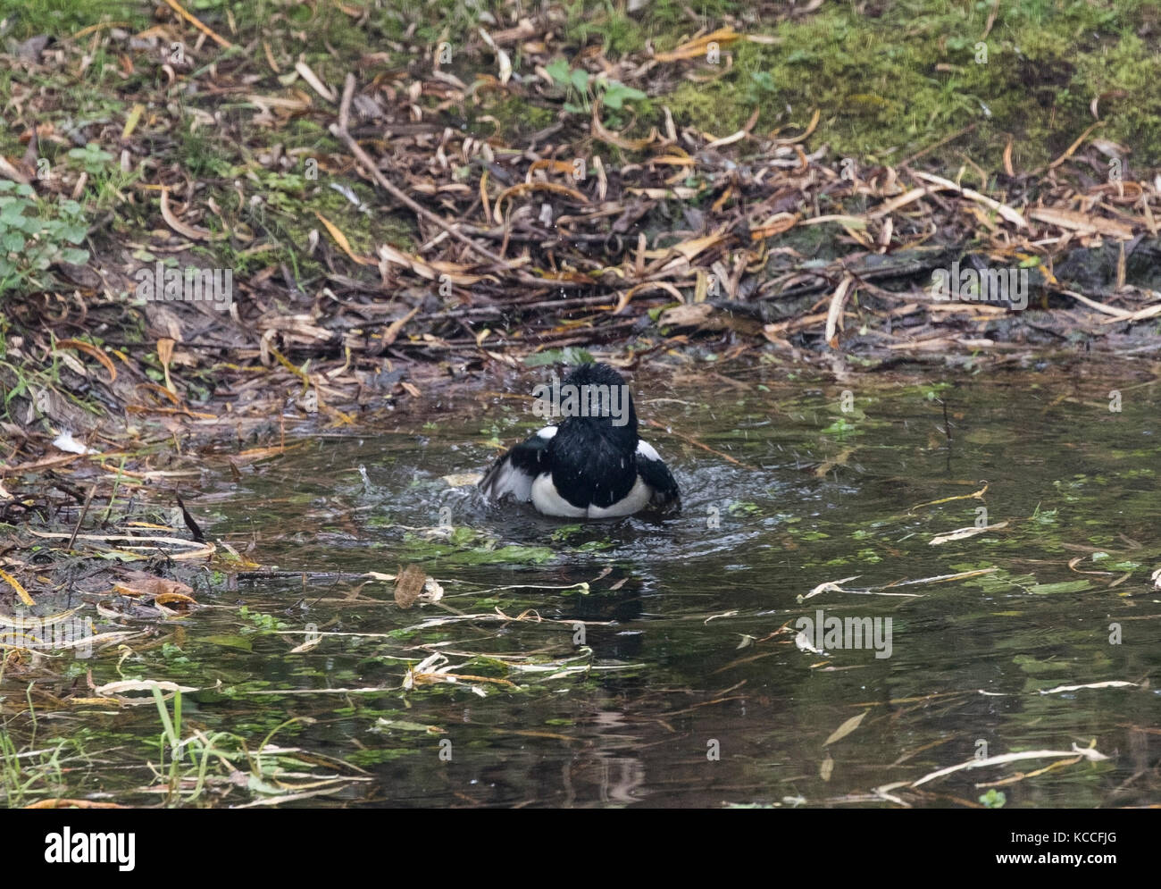 Gazza Pica pica la balneazione nel laghetto del bosco Foto Stock