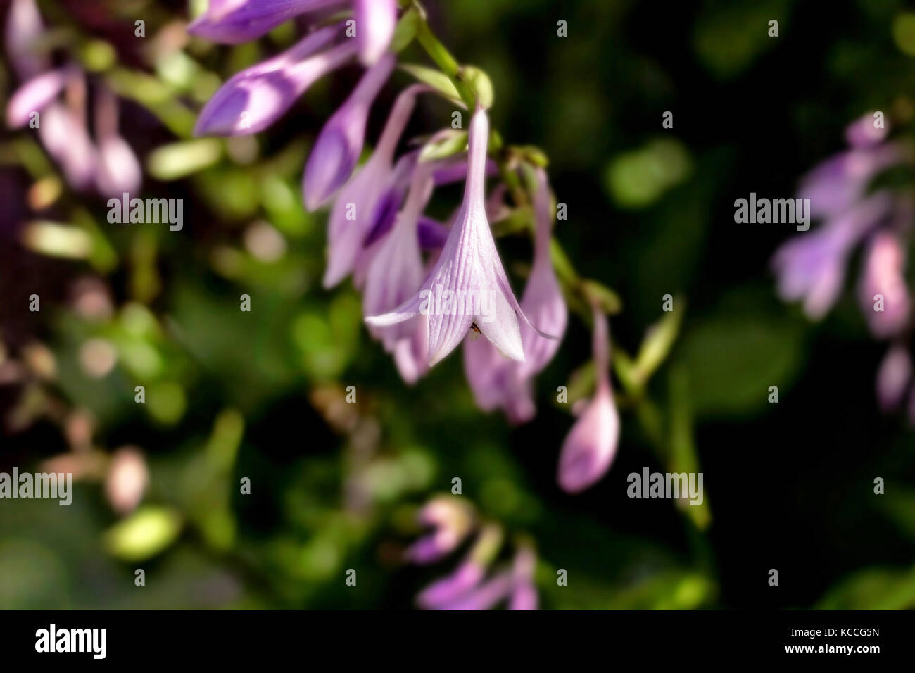 Piuttosto delicato fiore host nella mattinata estiva giardino Foto Stock