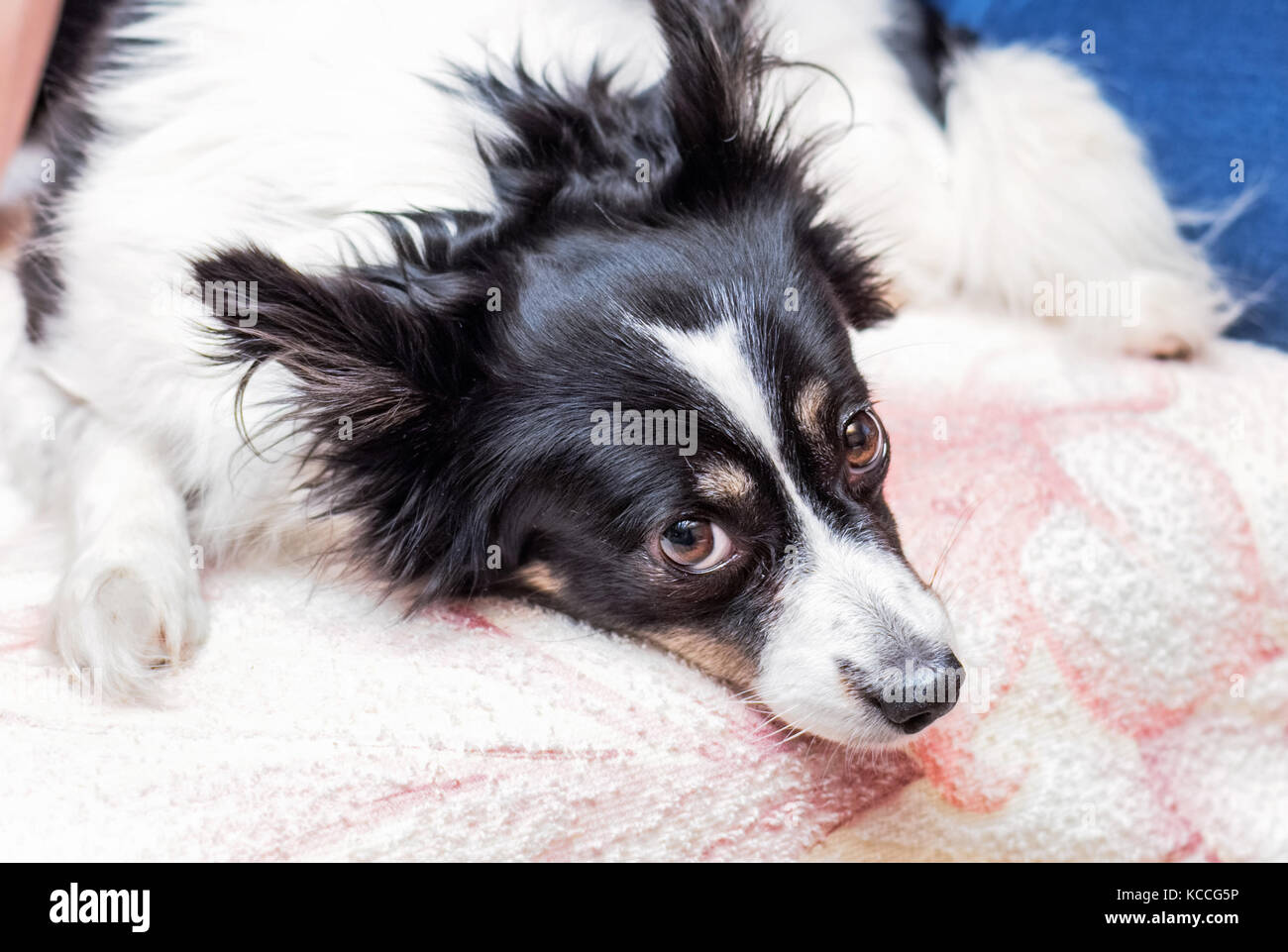 Abbastanza adulto in bianco e nero cane con occhi marroni guarda pietosamente Foto Stock