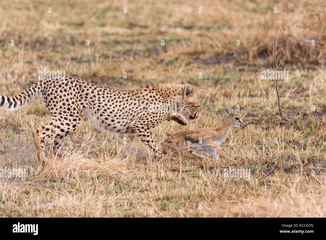 Ghepardo (Acinonyx jubatus) a caccia di baby gazelle, Masai Mara National Game Park Riserva, Kenya, Africa orientale Foto Stock