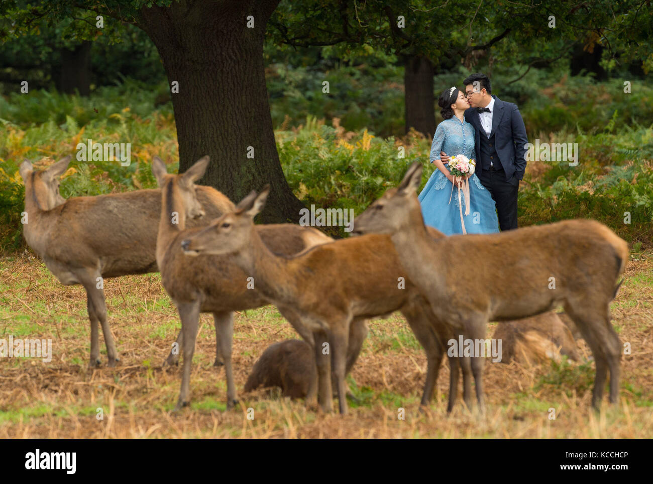 Una posa di coppia per ritratti di nozze tra cervi a Richmond Park, Richmond upon Thames. Foto Stock