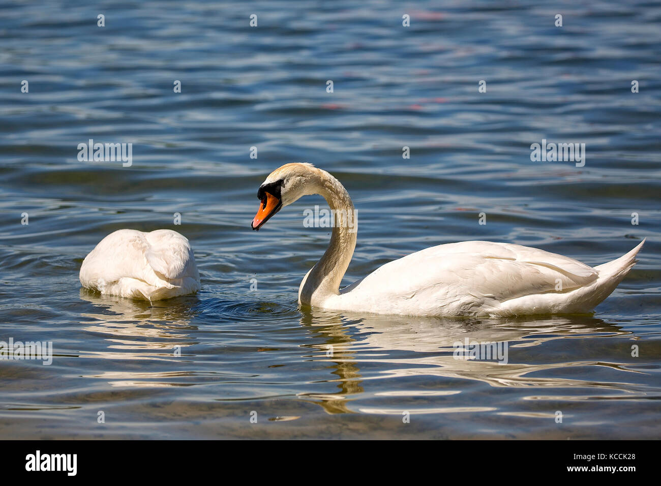 Il White Swan nel selvaggio Foto Stock