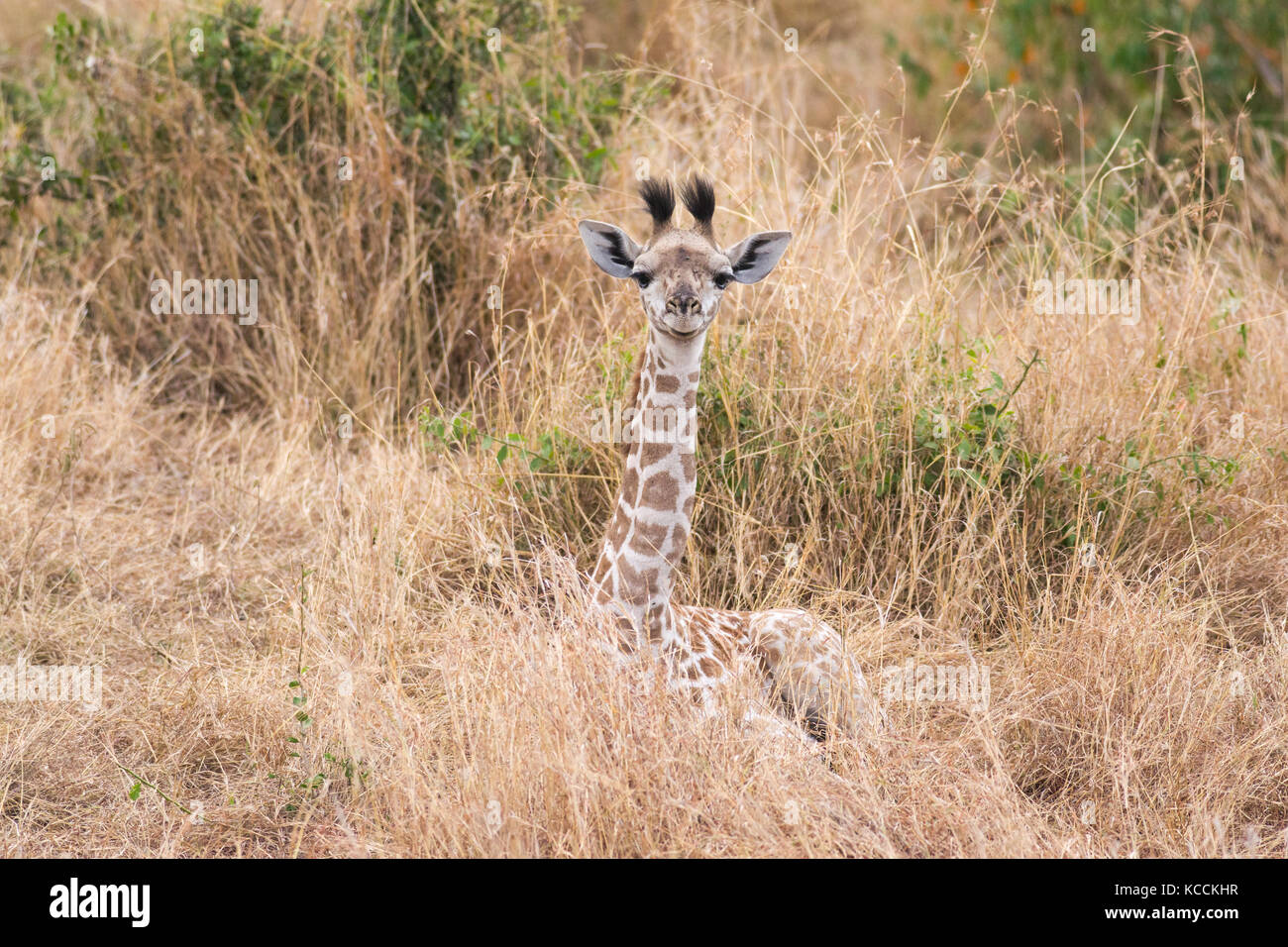 Masai giraffe (Giraffa camelopardalis tippelskirchi) di appoggio in erba secca, il Masai Mara National Game Park Riserva, Kenya, Africa orientale Foto Stock