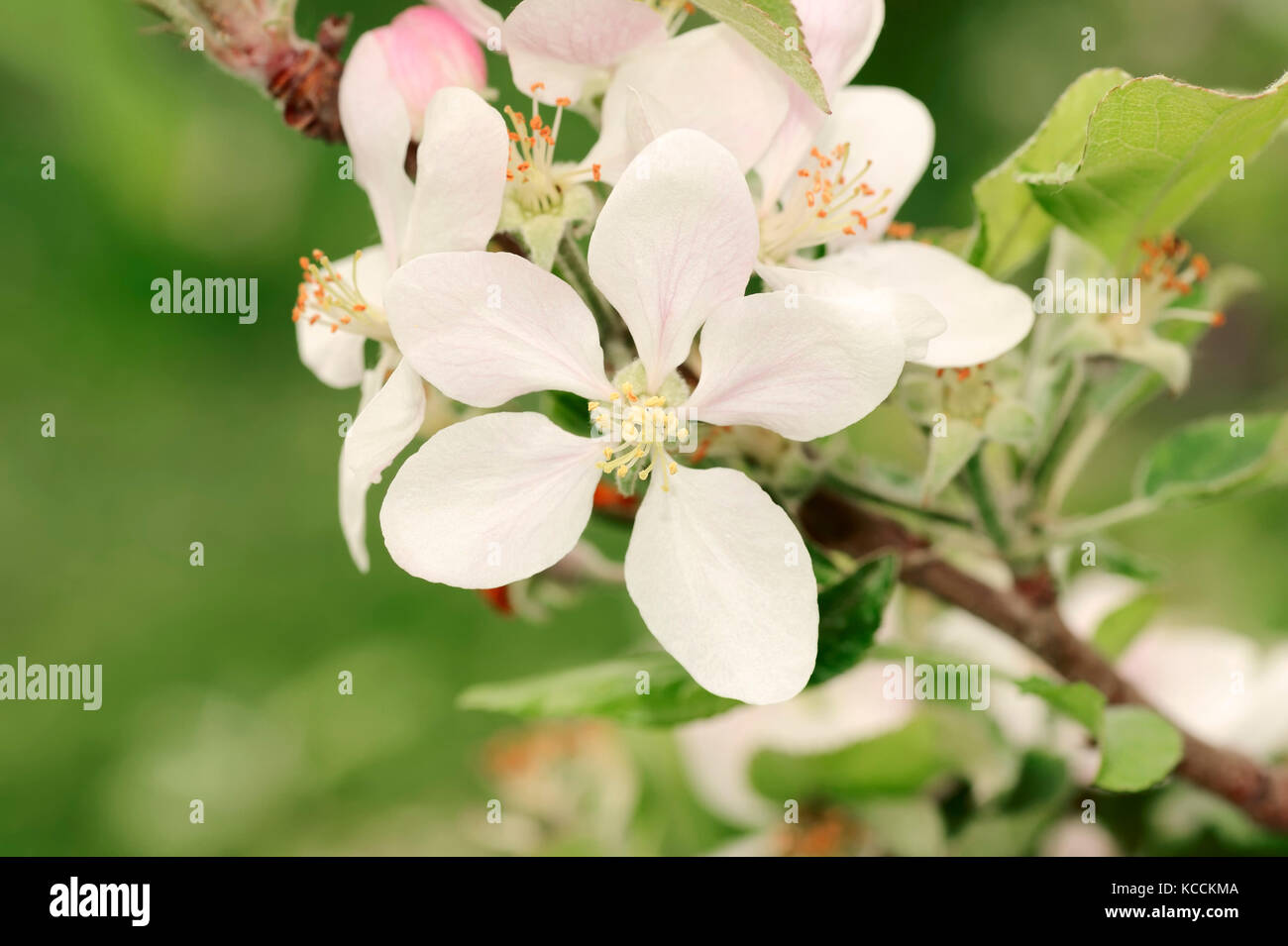 Albero di albicocca, fiorisce, Provenza, Francia meridionale / (Prunus armeniaca) | Aprikosenbaum, Blueten, Provenza, Suedfrankreich Foto Stock