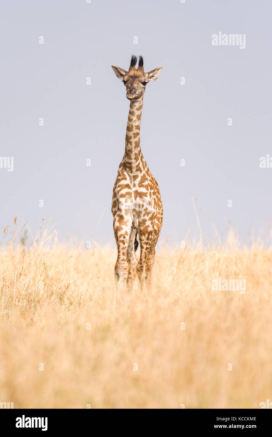 Masai giraffe (Giraffa camelopardalis tippelskirchi) in open savana Masai Mara National Game Park Riserva, Kenya, Africa orientale Foto Stock