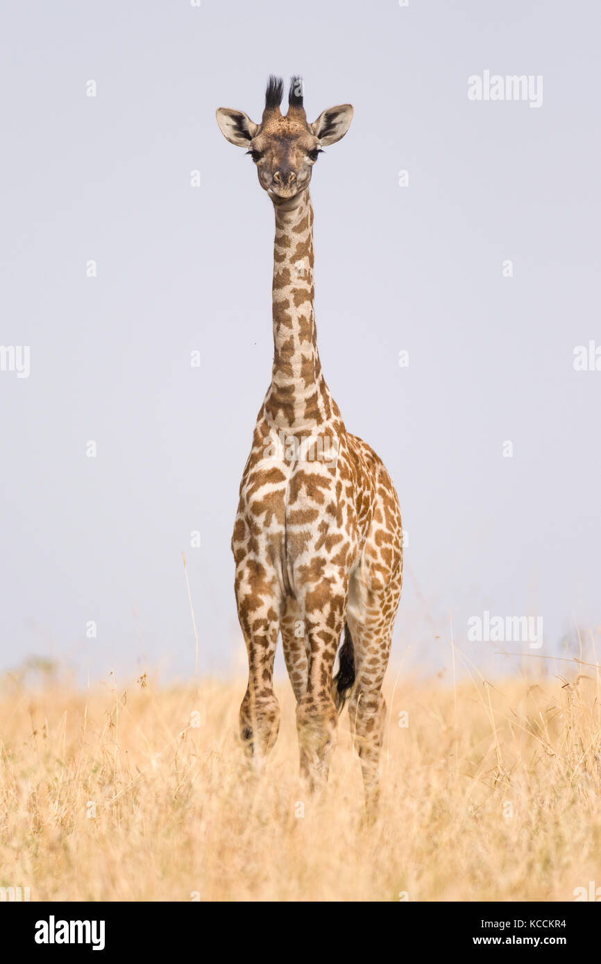 Masai giraffe (Giraffa camelopardalis tippelskirchi) in open savana Masai Mara National Game Park Riserva, Kenya, Africa orientale Foto Stock