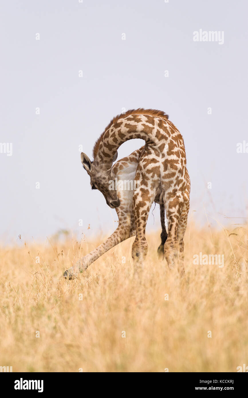 Masai giraffe (Giraffa camelopardalis tippelskirchi) preening, il Masai Mara National Game Park Riserva, Kenya, Africa orientale Foto Stock