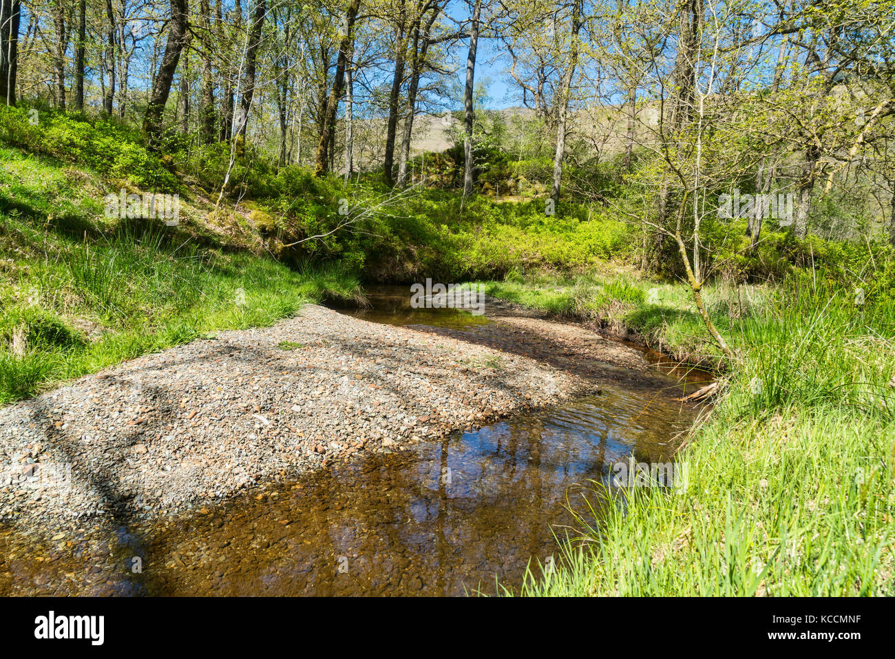 Trossachs stream, tranquillo, vicino Aberfoyle, Stirlingshire; trossachs; Sccotland REGNO UNITO Foto Stock