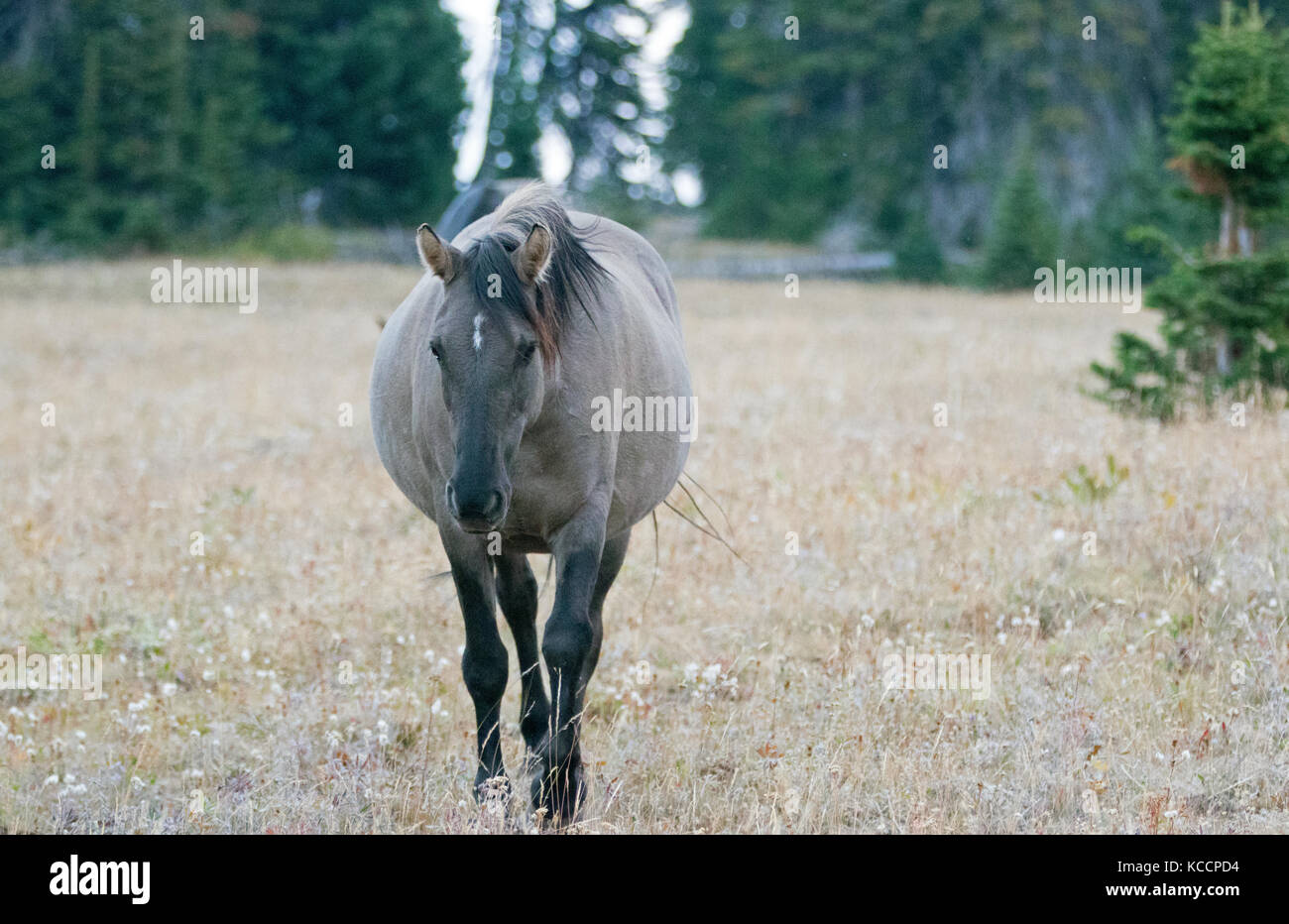 Cavallo selvaggio ferale - Grulla Gray Mare incinta camminando nel pomeriggio nella catena del Cavallo selvaggio delle Montagne di Pryor al confine del Montana e del Wyoming uni Foto Stock