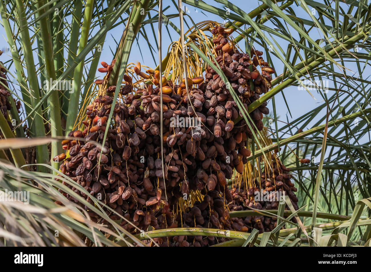 I frutti di una palma da dattero, provincia di Riyadh, Arabia Saudita Foto Stock