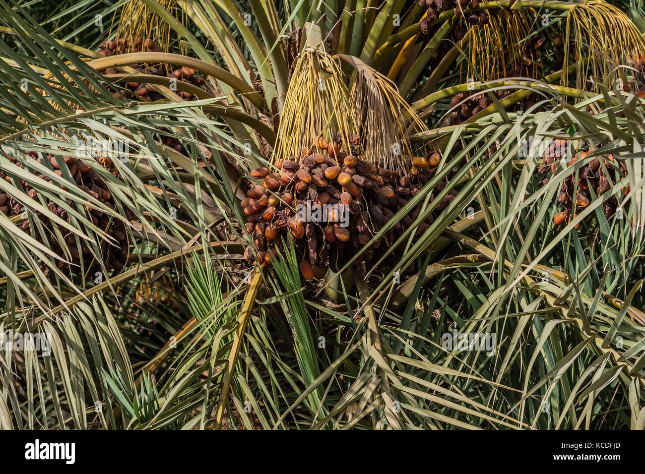 I frutti di una palma da dattero, provincia di Riyadh, Arabia Saudita Foto Stock