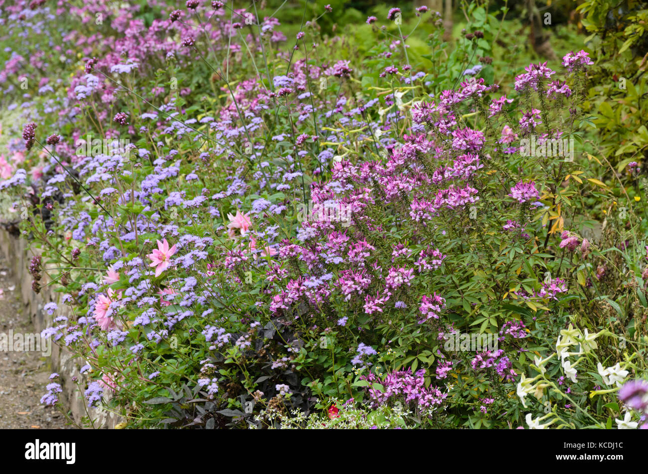 Spider fiori (tarenaya syn. cleome), fiori di filo interdentale (ageratum) e dalie (dahlia) Foto Stock