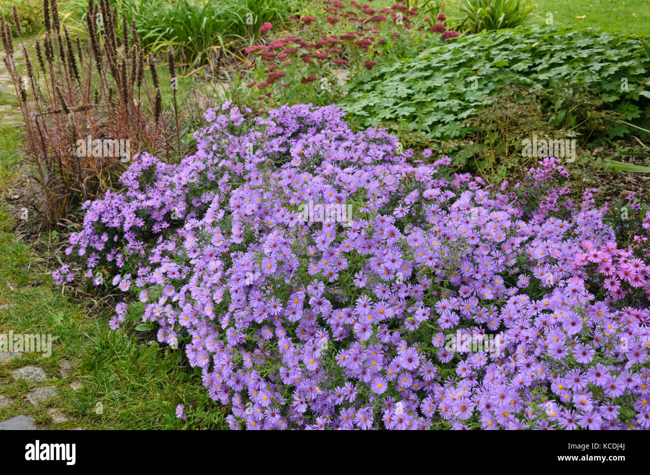 Astri (ASTER) in un giardino autunnale Foto Stock