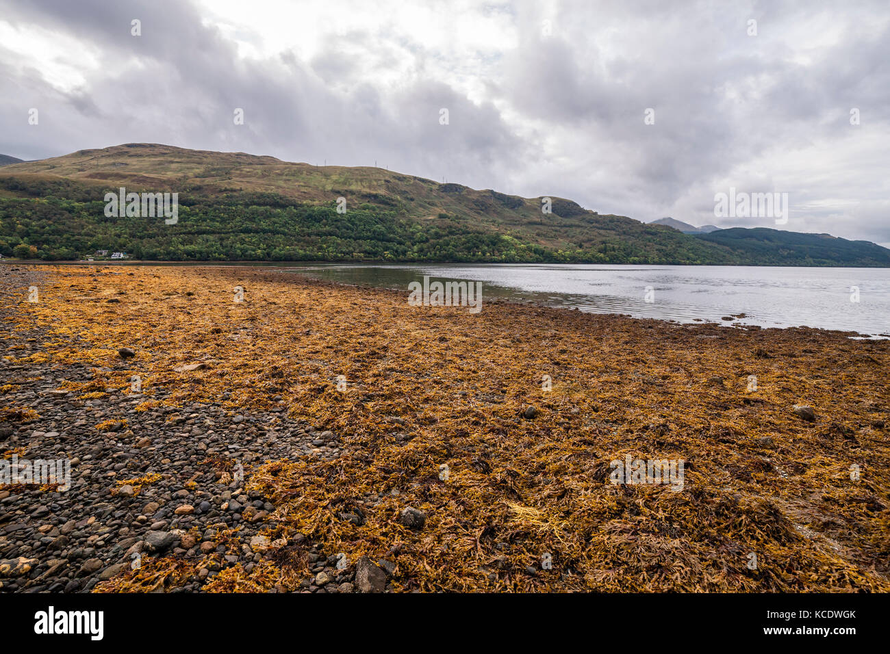 Loch Long a bassa marea, Argyll and Bute, Scozia. U.K. Foto Stock
