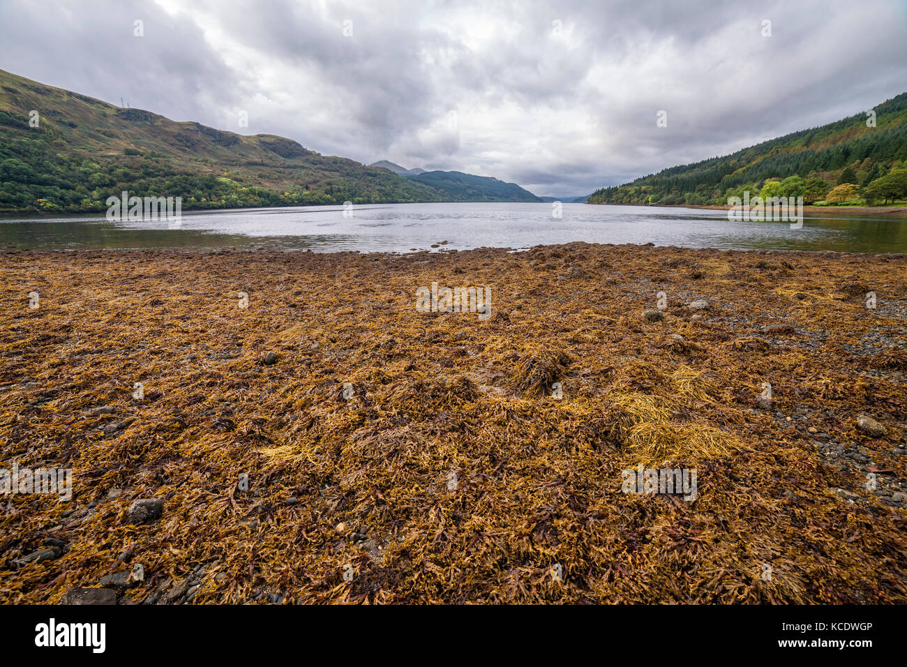 Loch Long a bassa marea, Argyll and Bute, Scozia. U.K. Foto Stock
