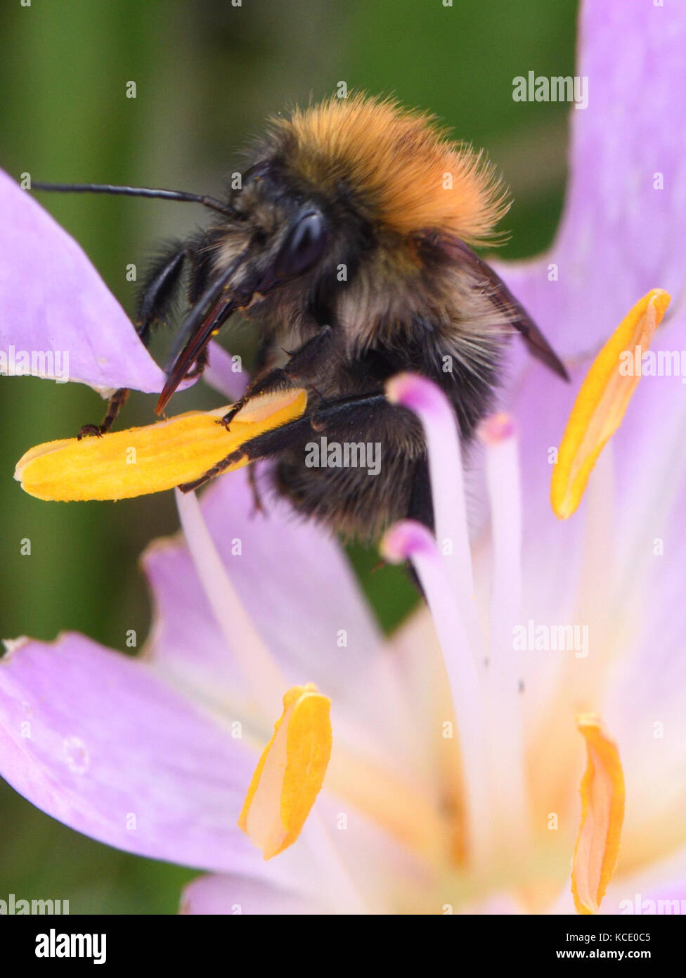 Carda comune bee (Bombus pascuorum) si alimenta di un viola autunno crocus, Colchicum, fiore. Bedgebury Forest, Kent, Regno Unito. Foto Stock