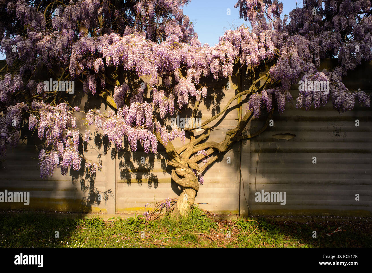 Un grande impianto di glicine davanti a una parete Foto Stock