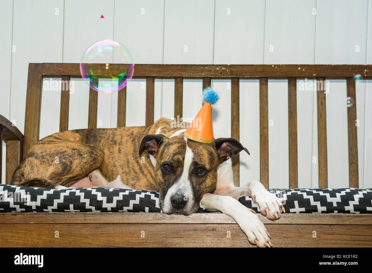 Un simpatico cane ad una festa a tema animale partito. Foto Stock