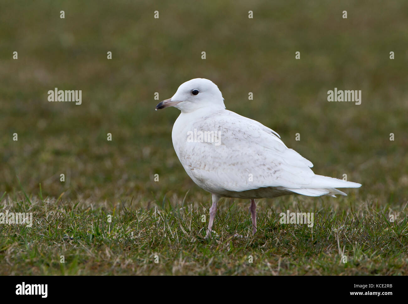 Islanda Gull Larus glaucoides prima estate / 2md yr piumaggio Unst Shetland fine giugno Foto Stock